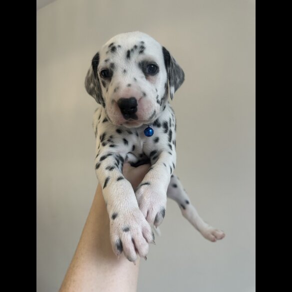 Dalmatian