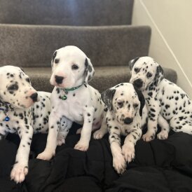 Dalmatian