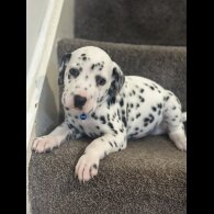 Dalmatian