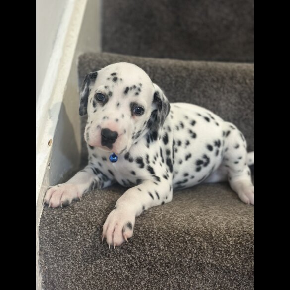 Dalmatian