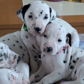 Dalmatian