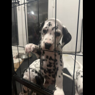 Dalmatian