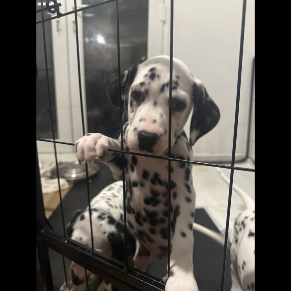 Dalmatian