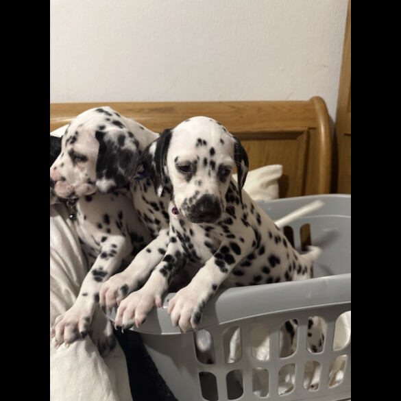 Dalmatian