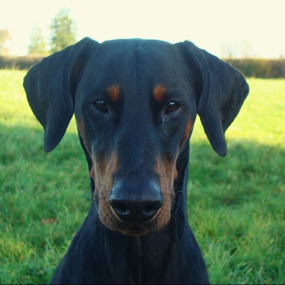 Doberman
