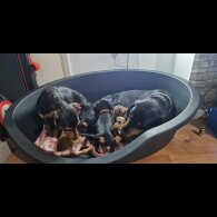 Dachshund (Smooth Haired)