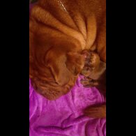 Dogue De Bordeaux