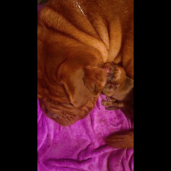 Dogue De Bordeaux