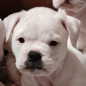 Dorset Olde Tyme Bulldogge