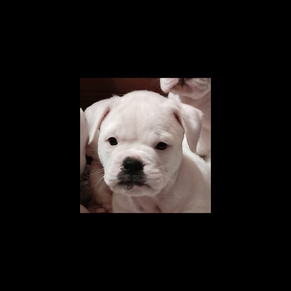Dorset Olde Tyme Bulldogge