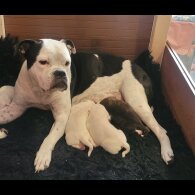 Dorset Olde Tyme Bulldogge