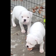 Dorset Olde Tyme Bulldogge