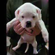 Dorset Olde Tyme Bulldogge