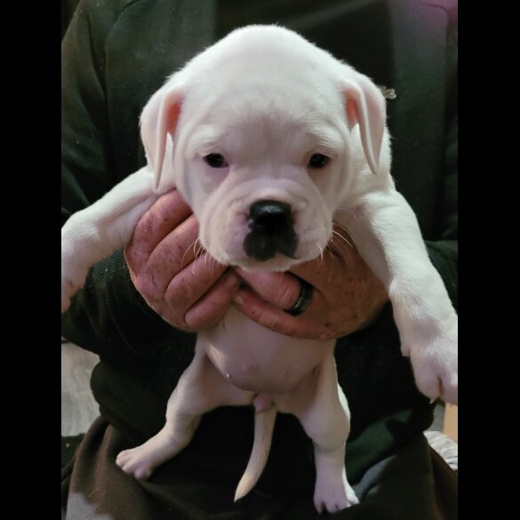 Dorset Olde Tyme Bulldogge