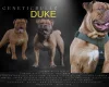 Dorset Olde Tyme Bulldogge