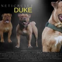 Dorset Olde Tyme Bulldogge