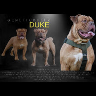 Dorset Olde Tyme Bulldogge