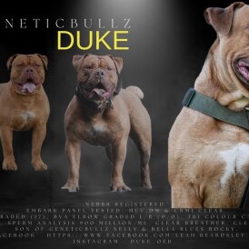 Dorset Olde Tyme Bulldogge