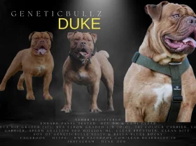 Dorset Olde Tyme Bulldogge