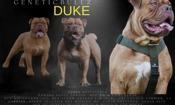 Dorset Olde Tyme Bulldogge