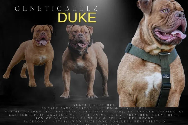 Dorset Olde Tyme Bulldogge
