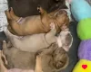 Dorset Olde Tyme Bulldogge