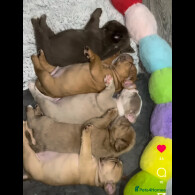 Dorset Olde Tyme Bulldogge