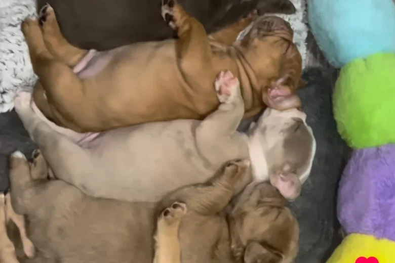 Dorset Olde Tyme Bulldogge