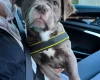 Dorset Olde Tyme Bulldogge