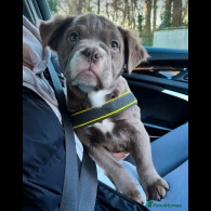 Dorset Olde Tyme Bulldogge