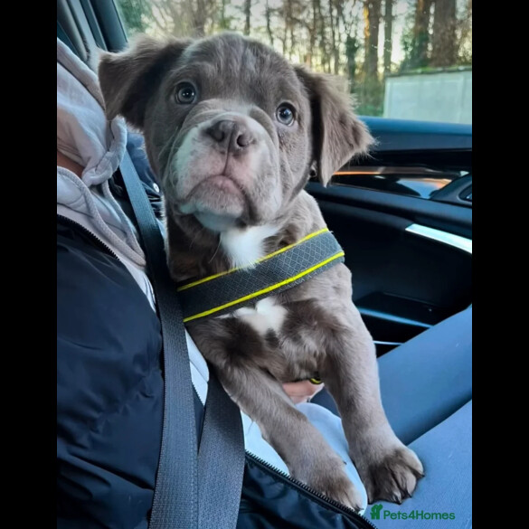 Dorset Olde Tyme Bulldogge