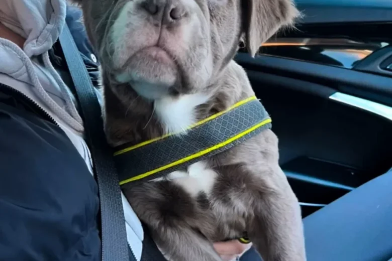 Dorset Olde Tyme Bulldogge