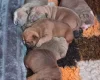 Dorset Olde Tyme Bulldogge