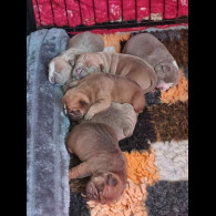 Dorset Olde Tyme Bulldogge