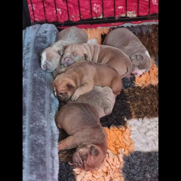 Dorset Olde Tyme Bulldogge