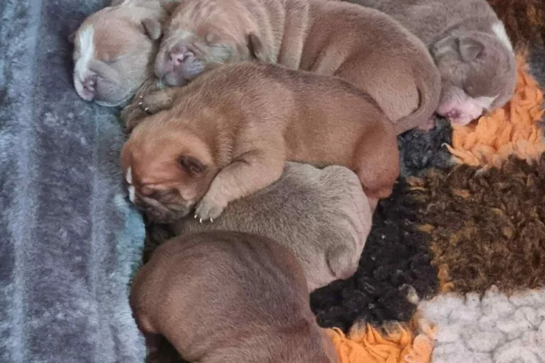 Dorset Olde Tyme Bulldogge