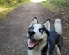 Siberian Husky