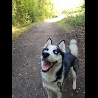 Siberian Husky