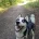Siberian Husky