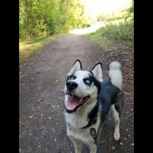 Siberian Husky