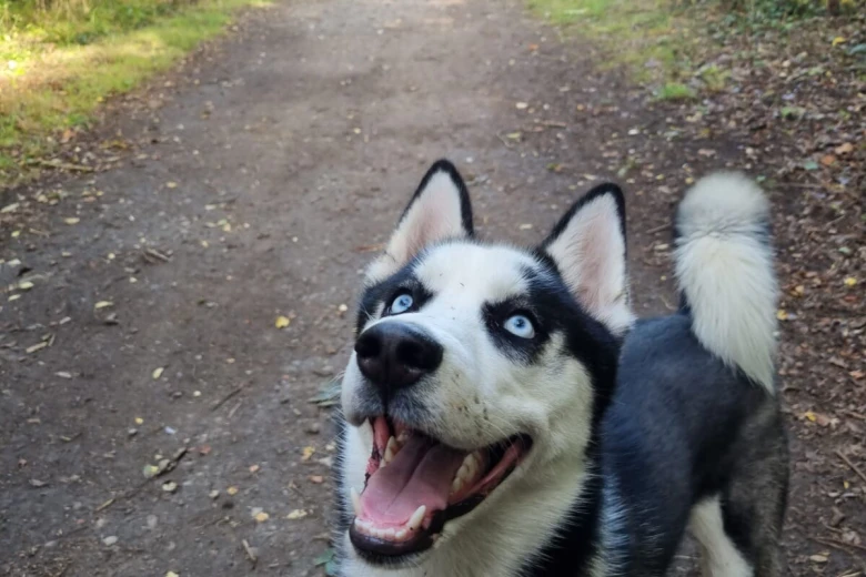 Siberian Husky