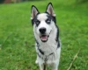 Siberian Husky