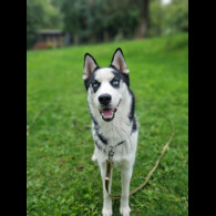 Siberian Husky