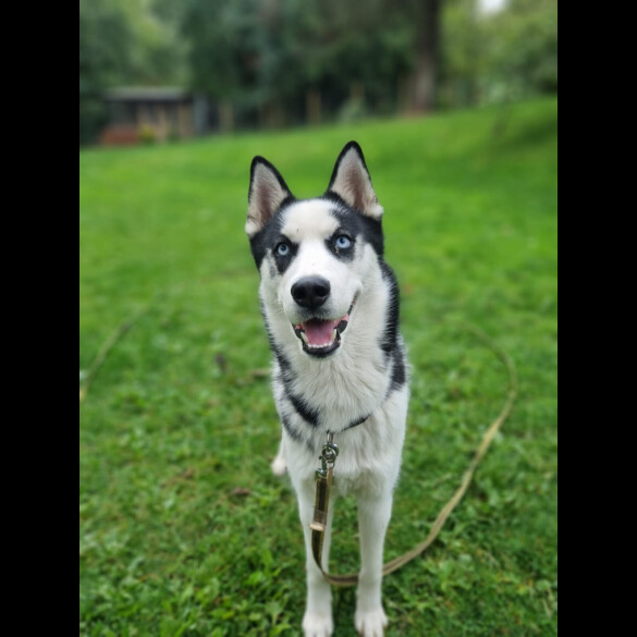 Siberian Husky