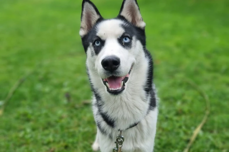 Siberian Husky