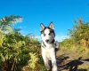 Siberian Husky