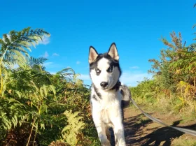 Siberian Husky