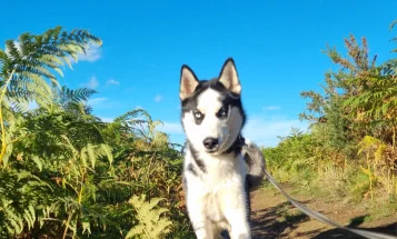Siberian Husky