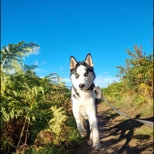 Siberian Husky