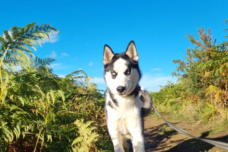 Siberian Husky